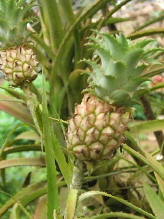 The Blossom International Park